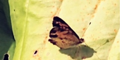 Phyciodes
