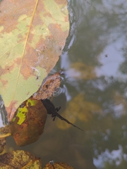 Anura