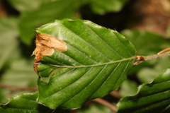 Orchestes fagi
