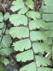 Adiantum malesianum