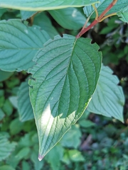 Cornus alba