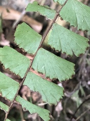 Adiantum malesianum