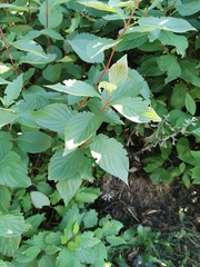 Cornus alba