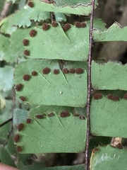 Adiantum malesianum