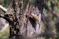 Climacteris picumnus