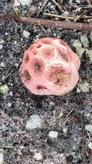 Clathrus crispus