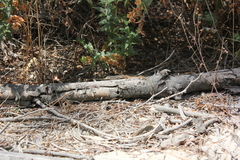 Psammodromus algirus