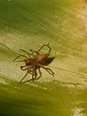 Clubiona robusta