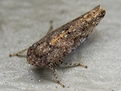 Paraphlepsius irroratus