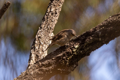 Climacteris picumnus