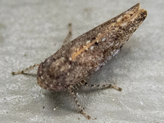 Paraphlepsius irroratus