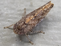 Paraphlepsius irroratus