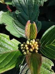 Cornus alba