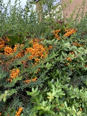 Pyracantha