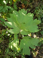 Heracleum maximum