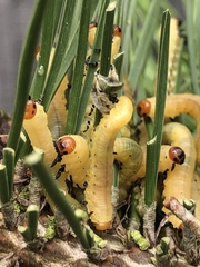 Diprion pini