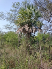 Copernicia alba