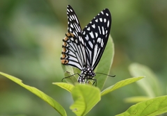 Papilio clytia
