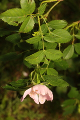 Rosa canina