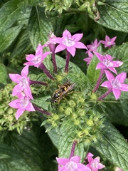 Vespula