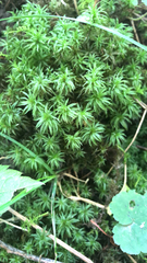 Atrichum undulatum
