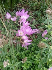 Colchicum autumnale