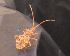 Centrocoris spiniger