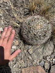 Pediocactus simpsonii