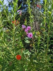 Ipomoea cordatotriloba