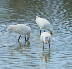 Platalea leucorodia