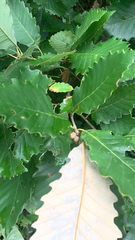 Quercus muehlenbergii