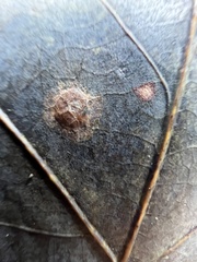 Neuroterus tantulus