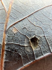 Neuroterus tantulus