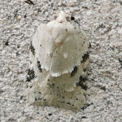 Acleris logiana