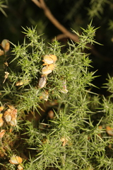 Ulex europaeus