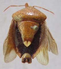 Ascra bifida