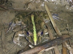 Fejervarya cancrivora