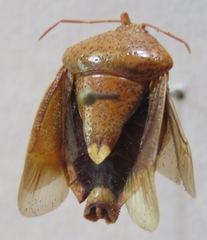 Ascra bifida
