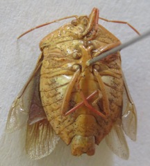 Ascra bifida
