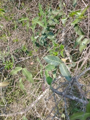 Dolichandra cynanchoides