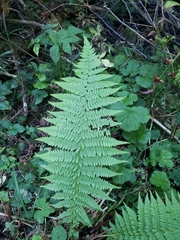 Athyrium filix-femina