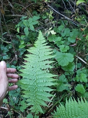 Athyrium filix-femina