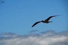 Sula nebouxii excisa