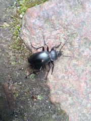 Carabus glabratus