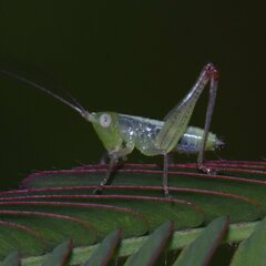 Tettigoniidae