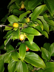 Cornus mas