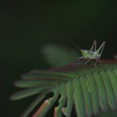Tettigoniidae
