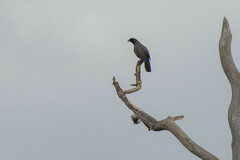 Cyanocorax cyanomelas