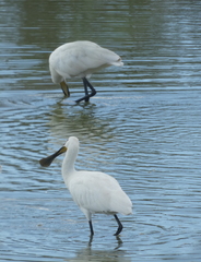 Platalea leucorodia