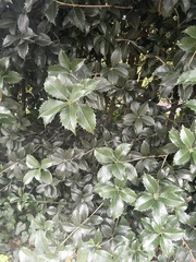 Osmanthus